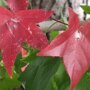 Lei amberboom herfstverkleuring